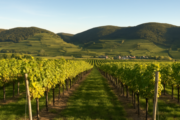 Old World Roots, New World Flavor: Discover Rabl Alcohol-Free Wines