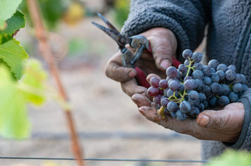 <strong>The Crafting of Hand on Heart Wines</strong>